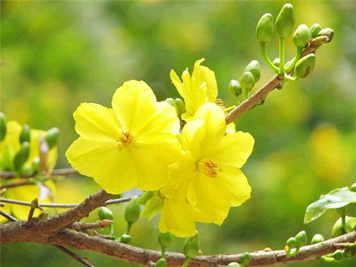 Giấc mơ xuân - Sáng tác: Bá Khôi - Biểu diễn: Minh Trâm