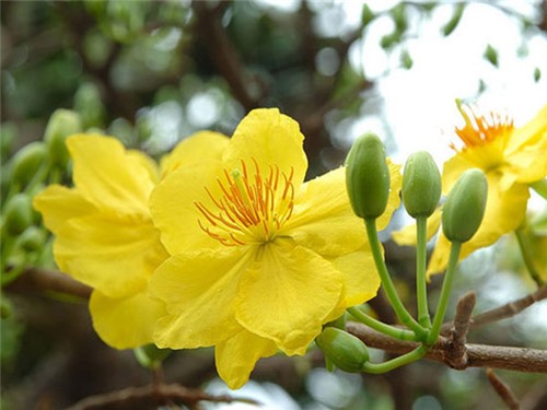 Tình yêu ngày xuân - Nhạc: Bá Khôi - Thơ: Huy Cận - Biểu diễn: Bích Trâm