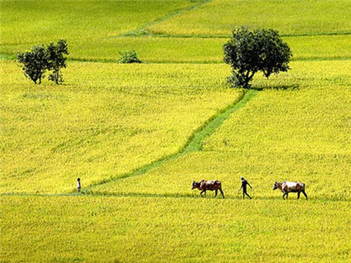 Việt Nam Quê hương tôi