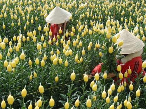 Hợp tác xã đạt 1,1 tỷ đồng/ha