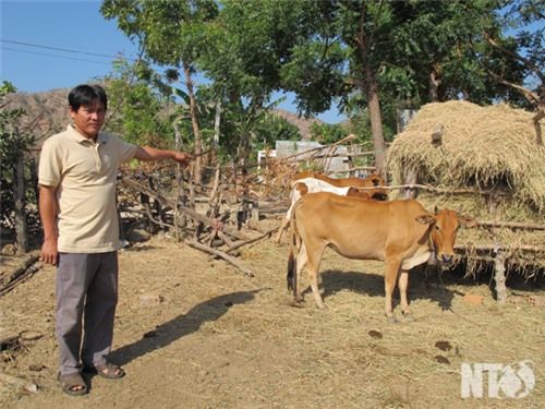 Phước Vinh chú trọng phát triển chuỗi giá trị chăn nuôi vì người nghèo