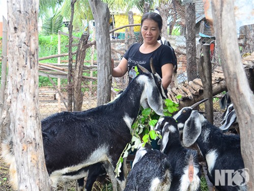 Chia sẻ kinh nghiệm nuôi dê, cừu qua chương trình “Con đường tri thức”