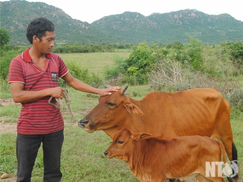 Hiệu quả mô hình nuôi bò sinh sản ở thôn Đồng Dày