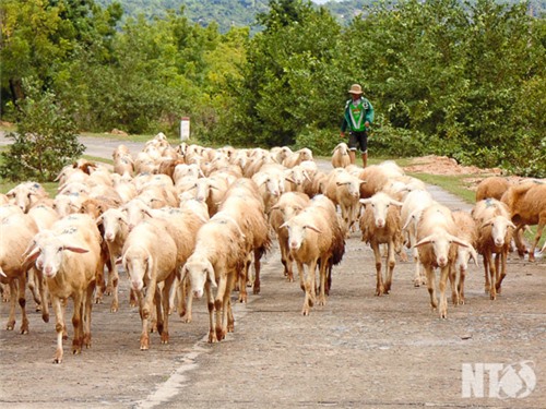 Phước Hà: Hỗ trợ phát triển chuỗi giá trị chăn nuôi