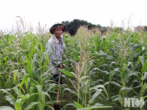 Phước Hòa phát triển chuỗi giá trị bắp lai