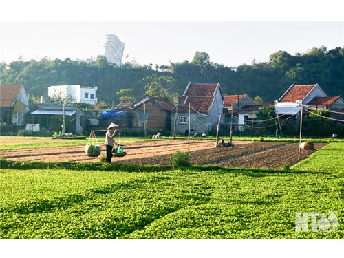 Màu xanh mỡ màng trên làng rau Ngọc Lãng