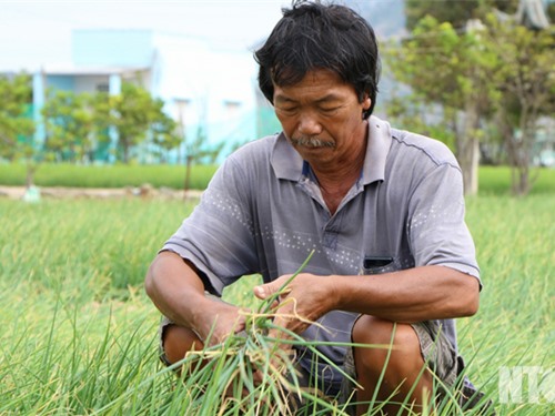 Nông dân trồng hành tím ở Nhơn Hải lo lắng vì giá giảm mạnh