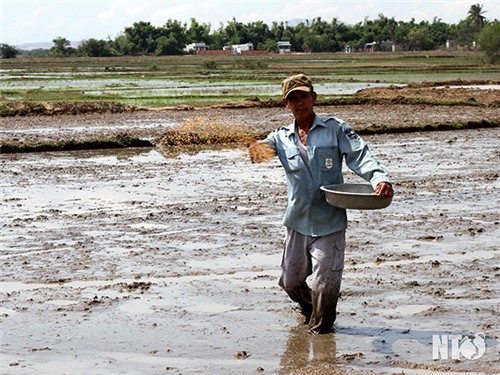 Xã Phước Thái triển khai sản xuất lúa vụ Hè – Thu
