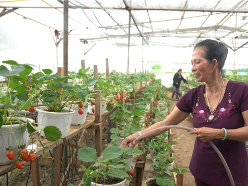 Độc đáo vườn dâu tây 