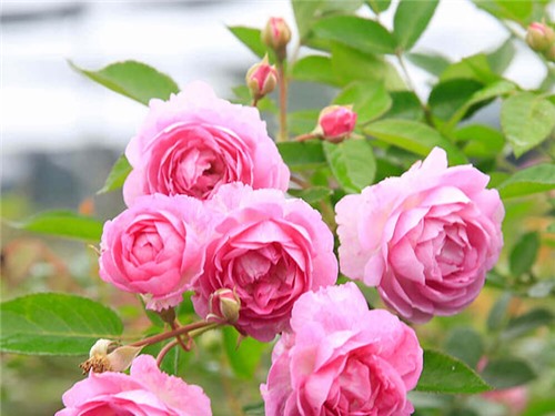 Hãy sống lạc quan