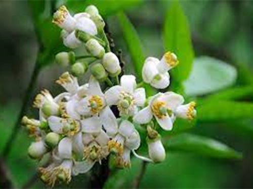 Hương bưởi miền cao