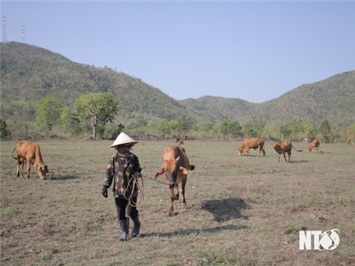 Phước Đại: Phấn đấu đạt chuẩn nông thôn mới vào năm 2025