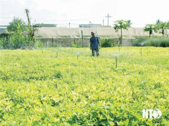 Ninh Phước:  Đưa việc học tập và làm theo Bác vào thực tiễn