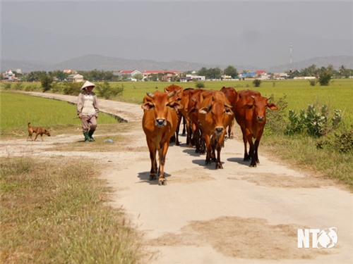 Kịp thời giải ngân vốn tín dụng ưu đãi cho các đối tượng chính sách