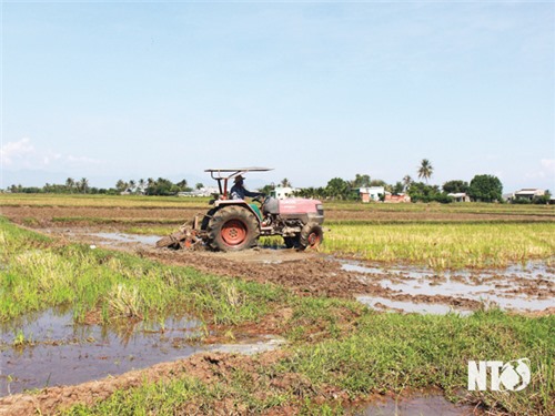 Ninh Phước: Tập trung sản xuất vụ hè - thu năm 2025