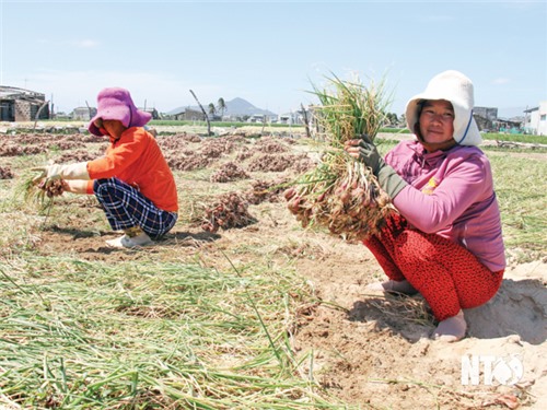 Thanh Hải: Nỗ lực hoàn thành các chỉ tiêu nghị quyết đại hội