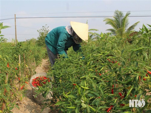 Thuận Bắc nhân rộng diện tích cây trồng cạn