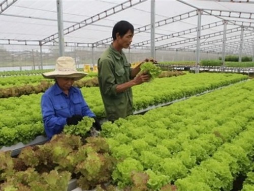 Chuyển đổi số trong hợp tác xã nông nghiệp