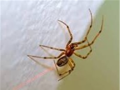 Nhện chỉnh sửa gene bắn ra tơ đỏ