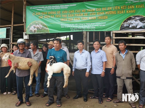 Bàn giao con giống dê, cừu cho các hộ dân huyện Ninh Hải