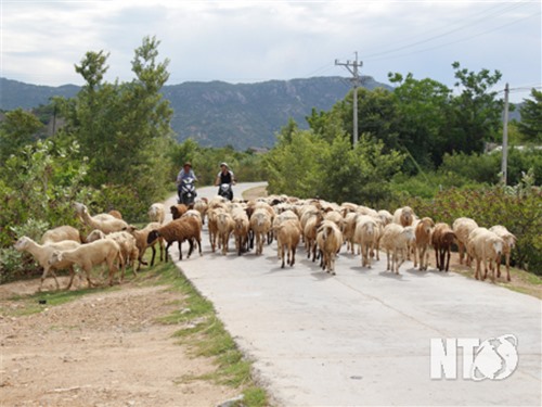 Phát triển chăn nuôi theo hướng an toàn, hiệu quả