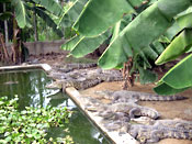 “Câu”… cá sấu cùng Long Phú