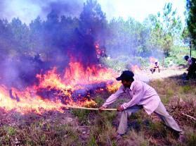 Địa phương để xảy ra cháy rừng, phá rừng nghiêm trọng phải kiểm điểm, làm rõ trách nhiệm