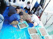 Ốc hương rớt giá, ngư dân thất thu