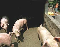 Công bố hết dịch heo tai xanh trên địa bàn toàn tỉnh