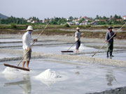 Thường trực Tỉnh ủy Khánh Hòa chỉ đạo UBND tỉnh có biện pháp tháo gỡ khó khăn trong sản xuất và tiêu thụ nông sản
