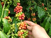 Giá cà phê giảm mạnh