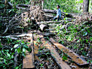 Tăng cường các biện pháp bảo vệ rừng, ngăn chặn tình trạng phá rừng