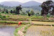 Kiểm kê chi tiết về đất trồng lúa