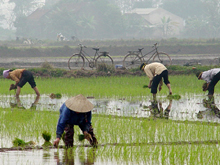 Miền Bắc đã hoàn thành gieo cấy lúa đông xuân