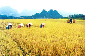 Đến mùa lúa, các bà vợ tá hỏa khi biết chồng thua độ đến nỗi không còn hạt thóc nào.