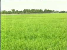 Mưa lớn không làm thiệt hại đến lúa Đông-Xuân