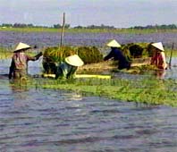 Khuyến khích đầu tư phát triển nông nghiệp, nông thôn