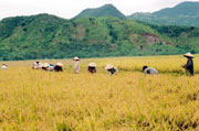 Thu hoạch lúa ở Cam Tân (Cam Ranh).