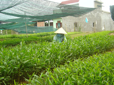 Nhiều chủ vườn phấn khởi