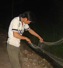 Xuất hiện nhiều máy dụ bắt chim cuốc