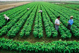 Sẽ thu hồi thẻ học nghề nông nghiệp nếu sử dụng sai