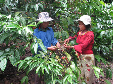 Nhiều việc làm thiết thực