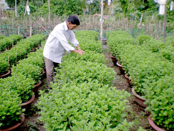 Nỗ lực giữ sắc xuân