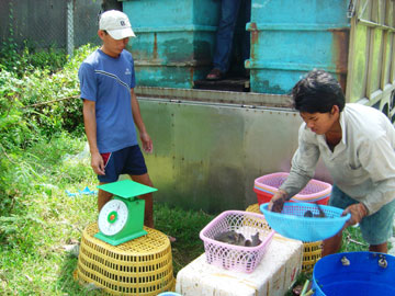 Giá cá mú nuôi đạt 170 nghìn đồng/kg