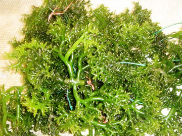 Kỹ thuật trồng rong xanh