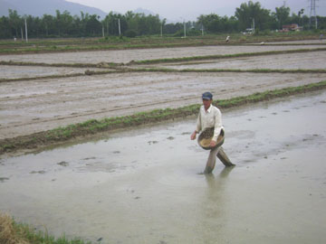 Khánh Hòa xuống giống hơn 7.100 ha lúa Đông - Xuân