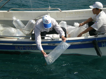 Thả 3.000 cá ngựa và 2.000 cá Nemo