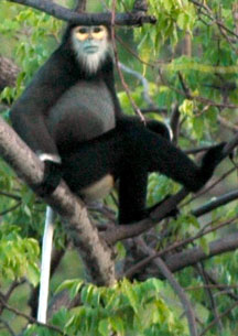 Voọc Chà vá chân đen ở Hòn Hèo đã sinh thêm 30 con