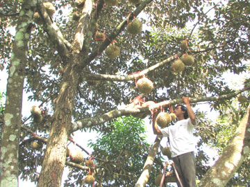 “Cán đích” thành công nhiều chỉ tiêu
