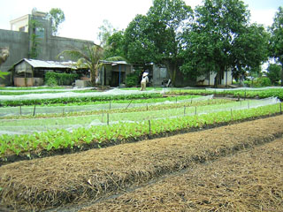 Tiếp tục hỗ trợ lãi suất phát triển nông nghiệp, nông thôn